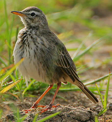 Malindi pipit